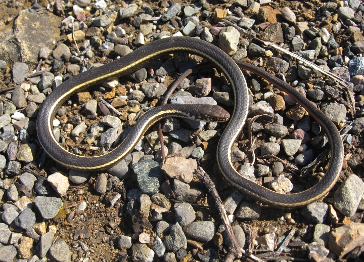 California Whipsnake